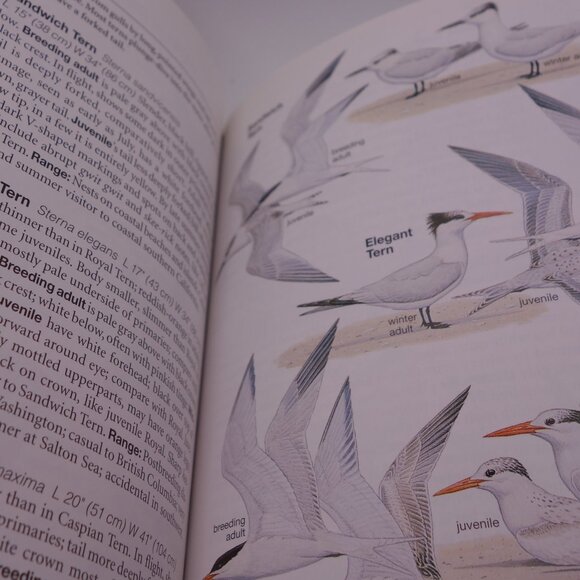 National Geographic Field Guide to the Birds of North America ISBN 0-7992-6877-6 - Picture 16 of 16